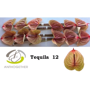 Anth A Tequila 13 cm X12 Oosterzon