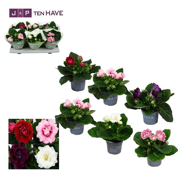 <h4>Gloxinia Mix</h4>