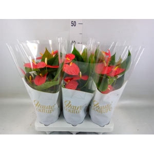 Anthurium andr. 'Esudo'