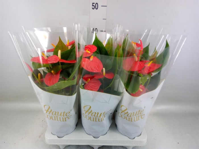 <h4>Anthurium andr. 'Esudo'</h4>