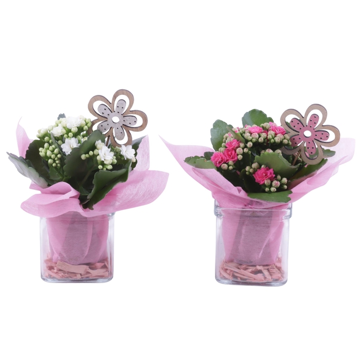 <h4>Womensday Arr. Indoor Glass Accuglas Square Ø08cm 1PP</h4>