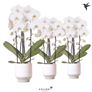 Kolibri Orchids Cascade Niagara fall in Harmony white