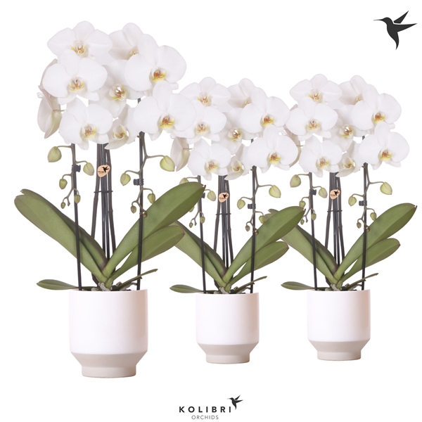 <h4>Kolibri Orchids Cascade Niagara fall in Harmony white</h4>