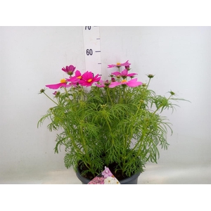 Cosmos bipinnatus 'Sonata Carmine'