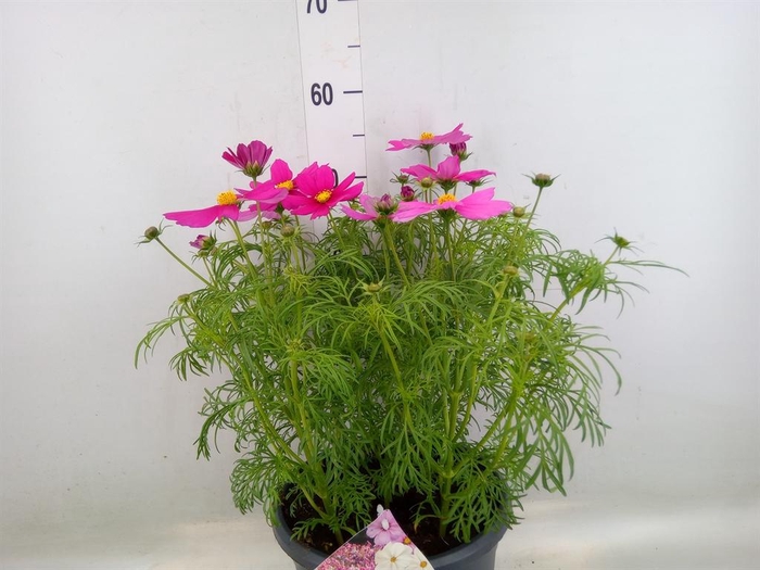<h4>Cosmos bipinnatus 'Sonata Carmine'</h4>