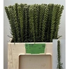 Liatris Alba