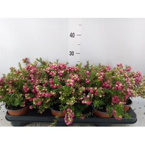 Gaultheria   ...red berry