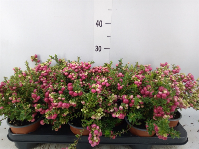 <h4>Gaultheria   ...red berry</h4>
