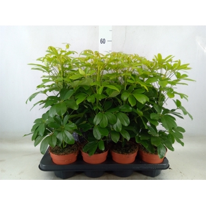 Schefflera arbor. 'Nora'