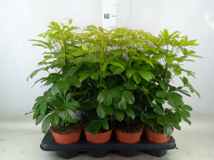<h4>Schefflera arbor. 'Nora'</h4>
