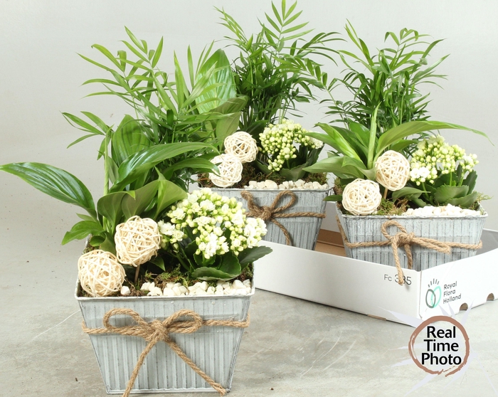 <h4>ARR KAMERPL</h4>