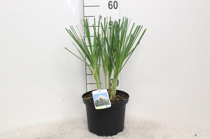 <h4>Cortaderia selloana P23 H55 potgekweekt</h4>
