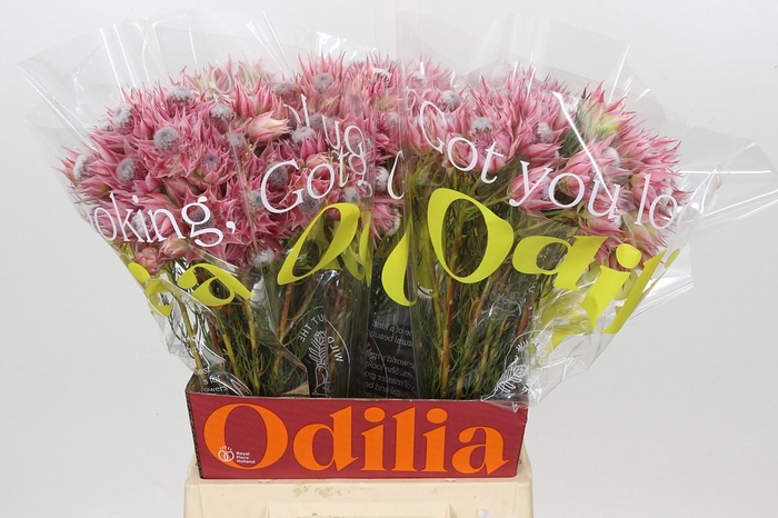 <h4>Blushing Bride Pink 2/5 Flowers</h4>