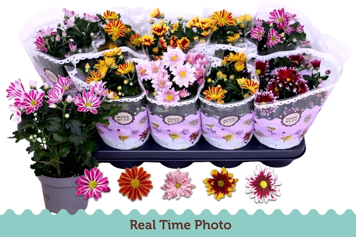 arr8 Chrys Gem 2 Kl Bloem