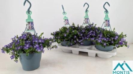 <h4>CAMP POSCHARSKYANA</h4>