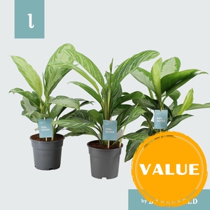 Aglaonema Green Agla mix P17