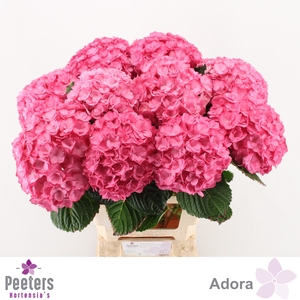 HYDR M ADORA