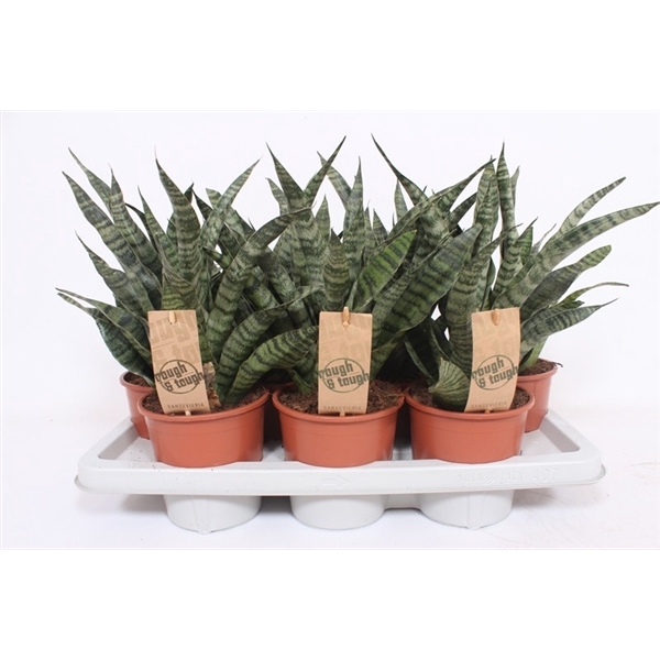 <h4>Sansevieria Diamond Green</h4>