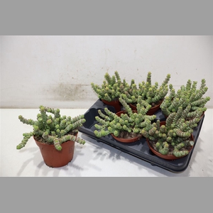 Crass Marnieriana