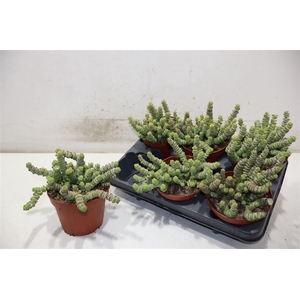 Crass Marnieriana