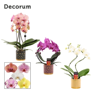 Phalaenopsis vormen mix 2 tak in Sparkle (Rich Love-collection)