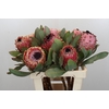 Protea Barbigera Air