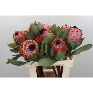Protea Barbigera Air