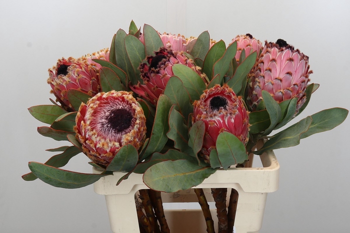 <h4>Protea Barbigera Air</h4>