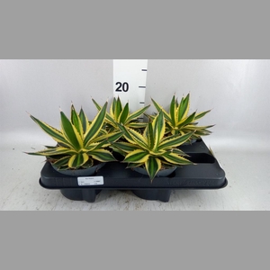 Agave lophantha 'Quadricolor'