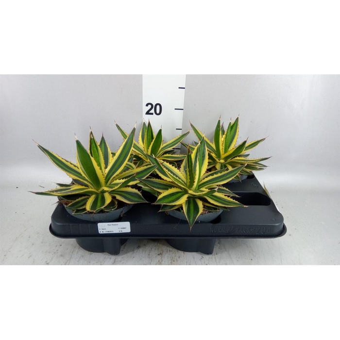 <h4>Agave lophantha 'Quadricolor'</h4>