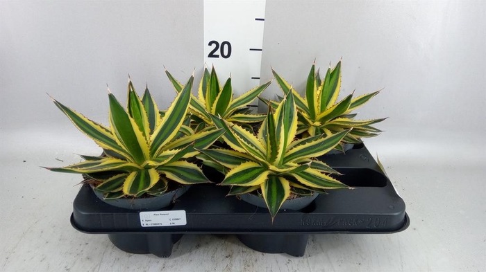 <h4>Agave lophantha 'Quadricolor'</h4>