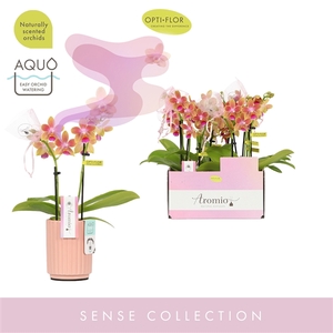 Aromio Spring 2 spike in Molise Salmon Aquo