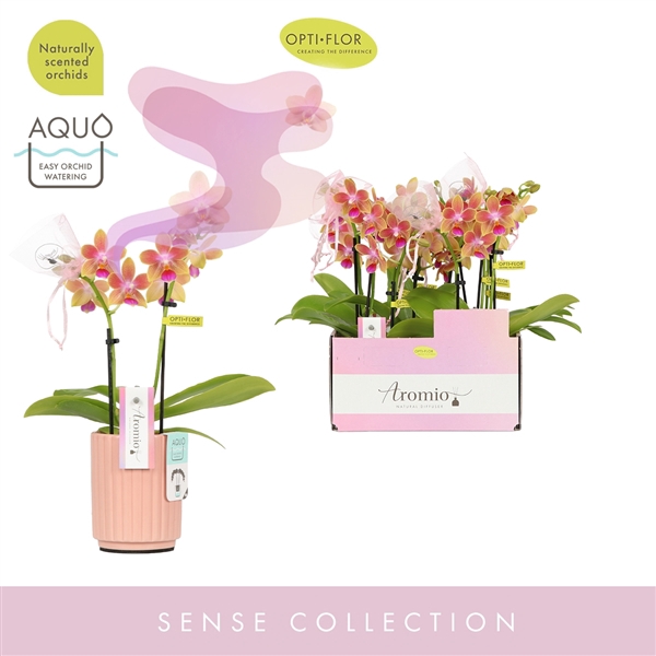 <h4>Aromio Spring 2 spike in Molise Salmon Aquo</h4>