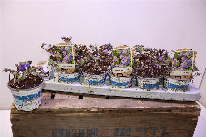 <h4>arr8 Anem Bl Blue Shades</h4>