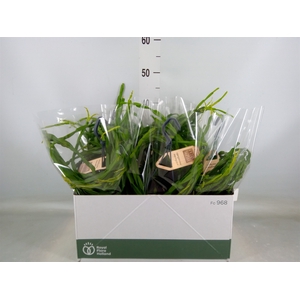 Rhipsalis paradoxa