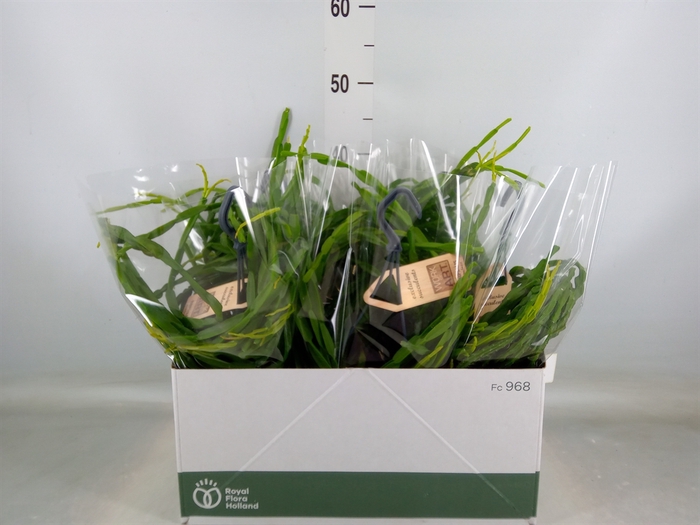 <h4>Rhipsalis paradoxa</h4>