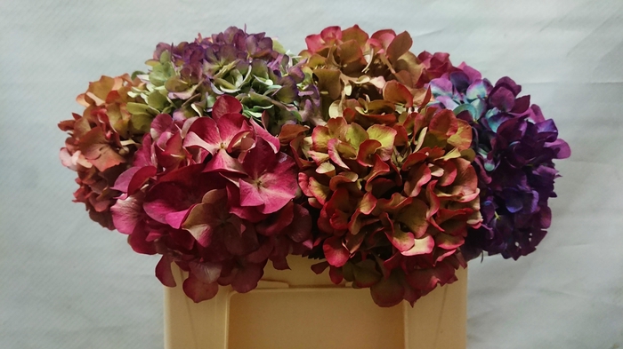 <h4>HYDR OV CLASSIC</h4>