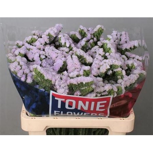 Lim S Tessa Lavender