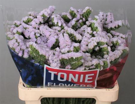 <h4>Lim S Tessa Lavender</h4>