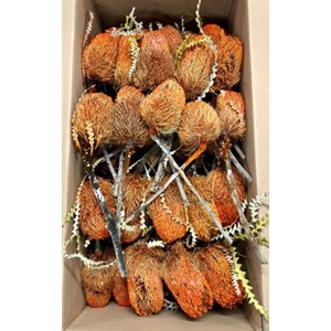 DROOG BANKSIA SPECIO