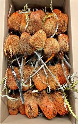 <h4>DROOG BANKSIA SPECIO</h4>