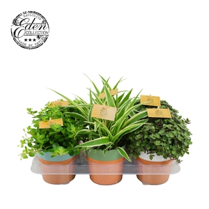 Gemengde tray 10,5cm in terrapot