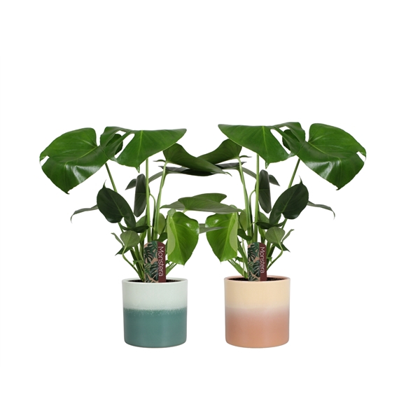 <h4>Monstera deliciosa in Dubai keramiek</h4>