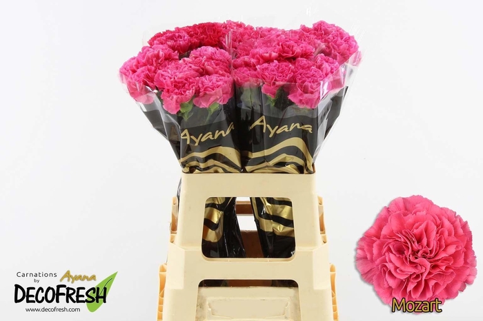 <h4>Di St Mozart</h4>