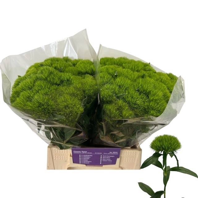 <h4>Di Barbatus Green Wicky Flower van Paas</h4>