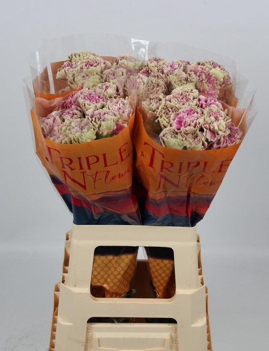 <h4>DI ST ANTIGUA</h4>