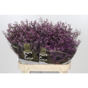 Limonium Safora Pink Sky