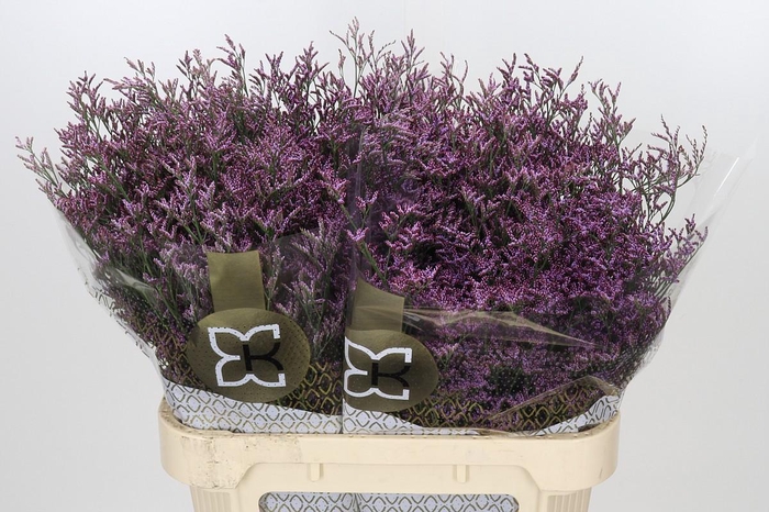 Limonium Safora Pink Sky