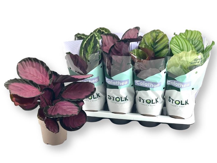 <h4>CALAT GEM 4 SRT</h4>