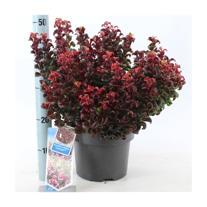 <h4>Leucothoe axillaris ‘Curly Red’ PBR</h4>